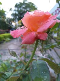 Close-up of wet pink rose