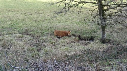 View of an animal on field