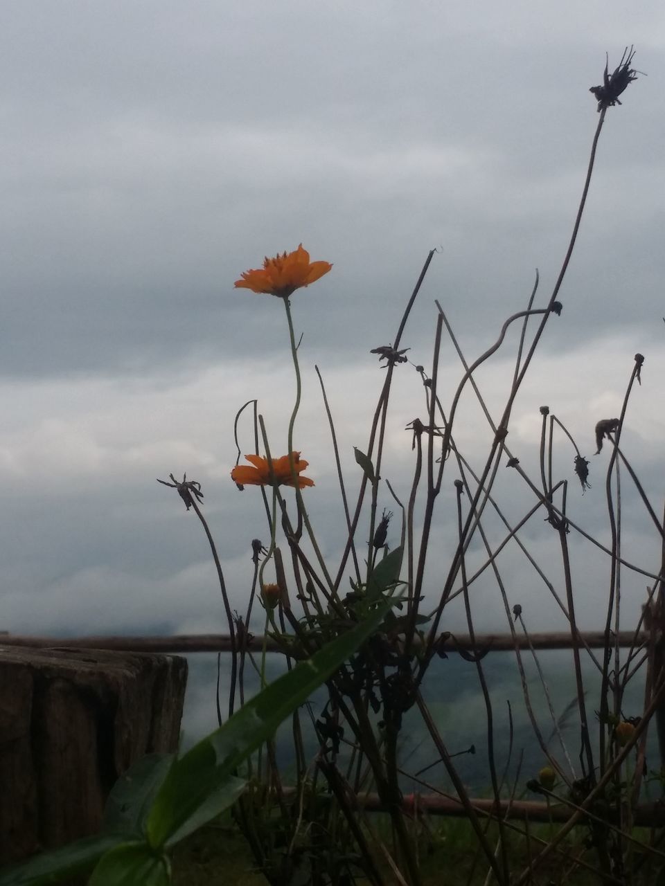 CLOSE-UP OF FLOWERING PLANTS AGAINST SKY