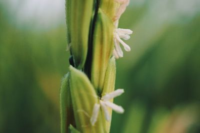 Close-up of flower plant