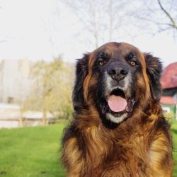 Close-up portrait of dog on field