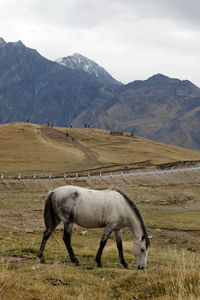 White horse is walking on a pictures autumn pasture on a background of beautiful landscape. 