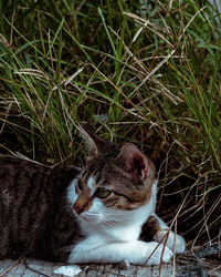 Close-up of cat on grass