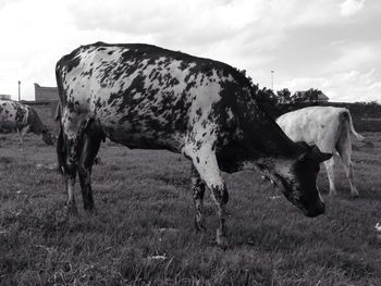 Horse on field against sky