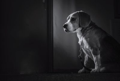 Dog looking away at home