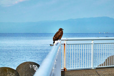 Seagull perching on railing against sea