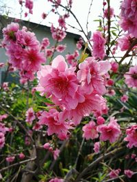 Close-up of pink flowers