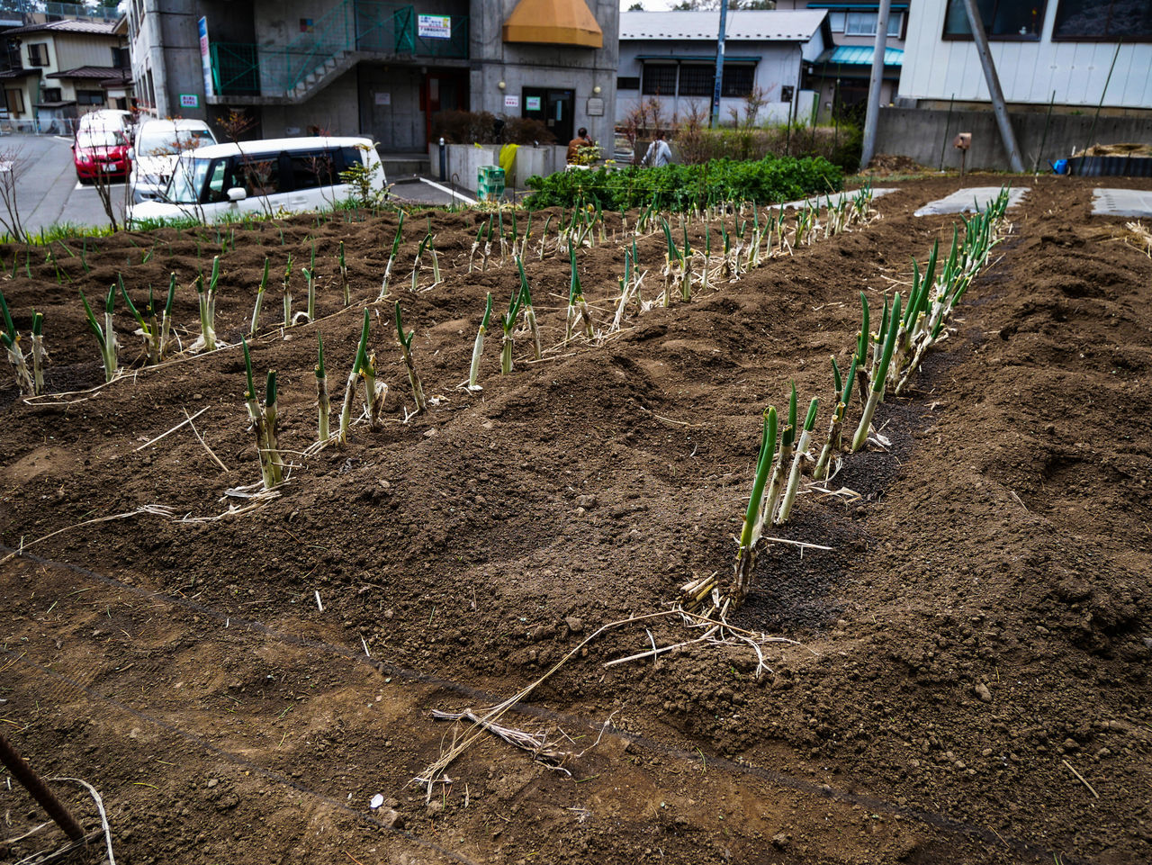 PLANTS GROWING ON FIELD BY ROAD