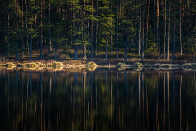 A beautiful reflections of a spring trees on the forest lake water surface. 