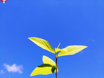 Low angle view of yellow leaves against blue sky