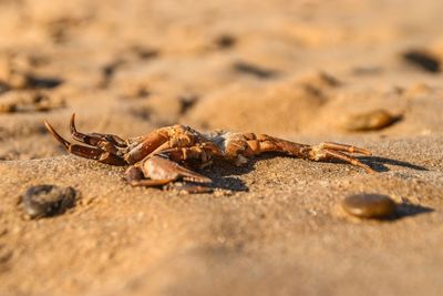 Close-up of lizard on rock