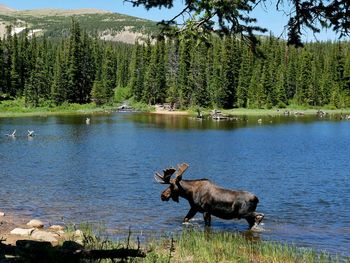 Moose in lake against trees during sunny day