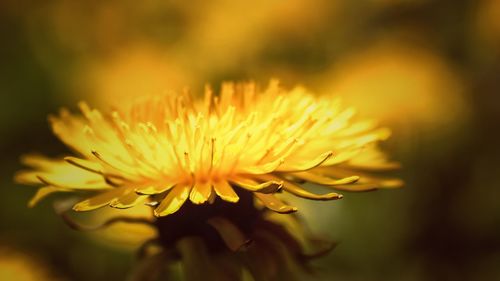 Close-up of yellow flower
