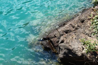 High angle view of turtle in sea