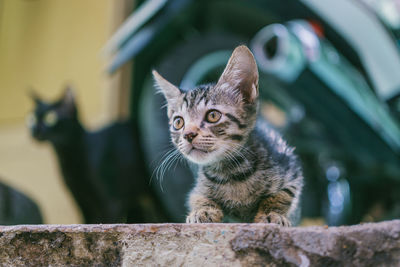 Portrait of cat sitting outdoors