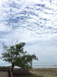 Tree by sea against sky