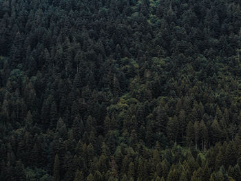 High angle view of pine trees in forest