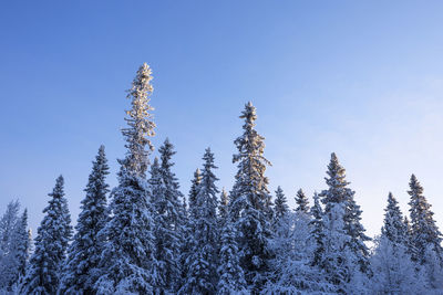 Panoramic view of trees against clear blue sky