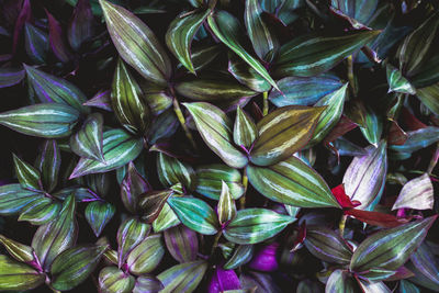 Tropical green leaves plant texture background deep of field selective focus.