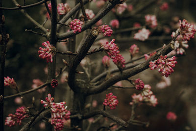Close up of pink flowers viburnum