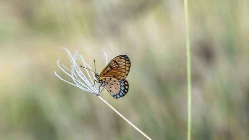 Butterfly on leaf