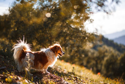 View of dog on field