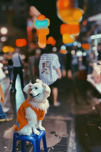 Close-up of dog standing against illuminated lights at night