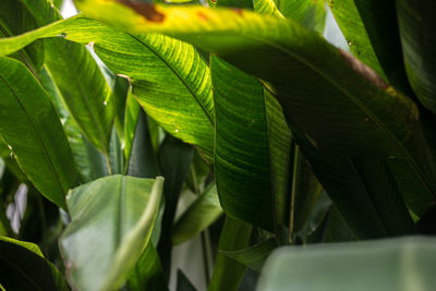 Close-up of fresh green leaves