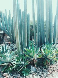 Close-up of fresh cactus plants