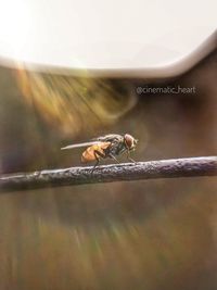 Close-up of insect on metal