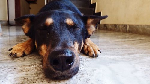 Close-up portrait of dog relaxing at home