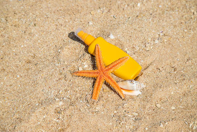 High angle view of starfish on sand