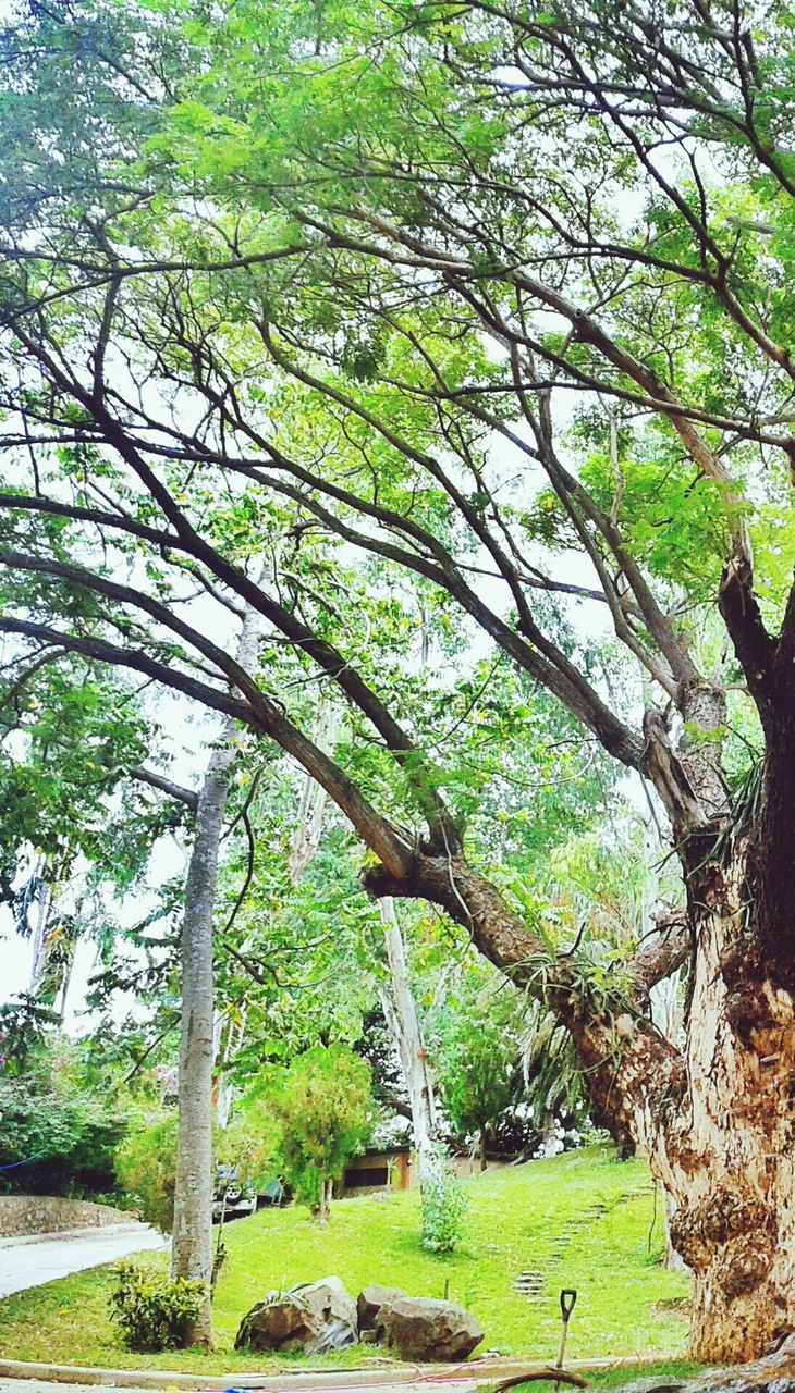 tree, green color, growth, branch, tree trunk, nature, tranquility, built structure, grass, beauty in nature, day, architecture, green, outdoors, building exterior, plant, tranquil scene, park - man made space, lush foliage, sunlight