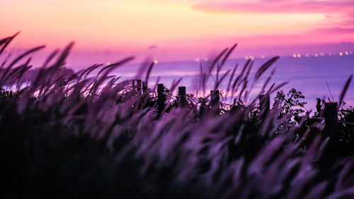Close-up of grassy field against sky during sunset