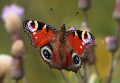 Close-up of butterfly on purple flower