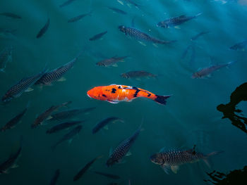 Fish swimming in sea