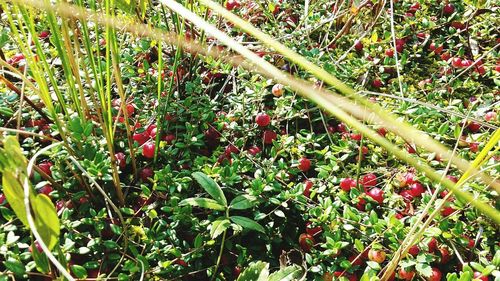 Close-up of red berries growing on tree