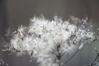 Close-up of wilted plant full of seeds