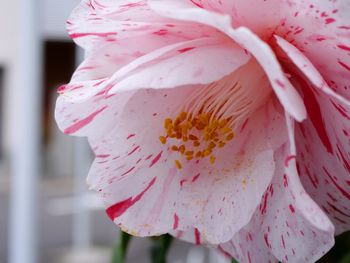 Close-up of pink cherry blossom