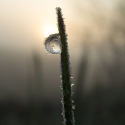 Close-up of snow on plant