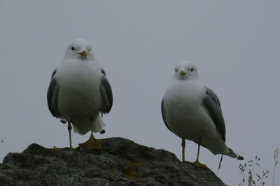 Low angle view of seagulls perching on rock against sky