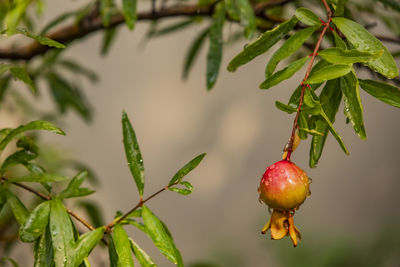 Close up pomegranate and green leaves in nature