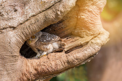 Close-up of owl perching on tree