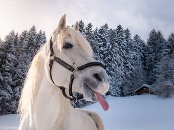 Close-up of a horse on snow covered field