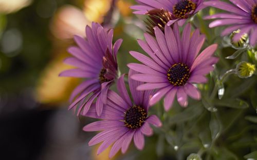 Close-up of pink flowers