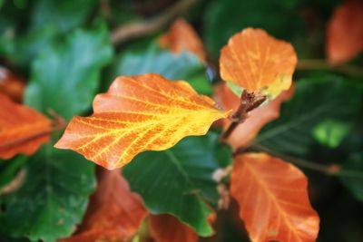 Close-up of orange maple leaf during autumn