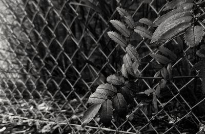 Close-up of chainlink fence