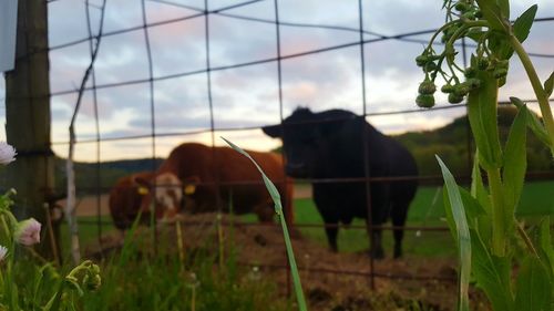 Cows grazing on field against sky