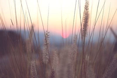 Close-up of wheat field against sky during sunset