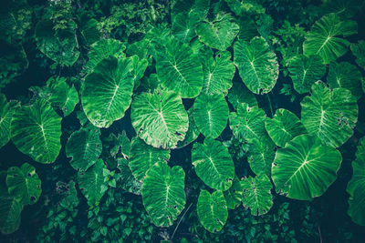 High angle view of leaves floating on water